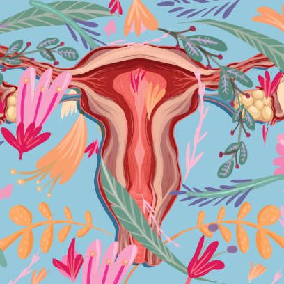 Vector of Female Reproductive System and flower